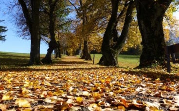 alberi